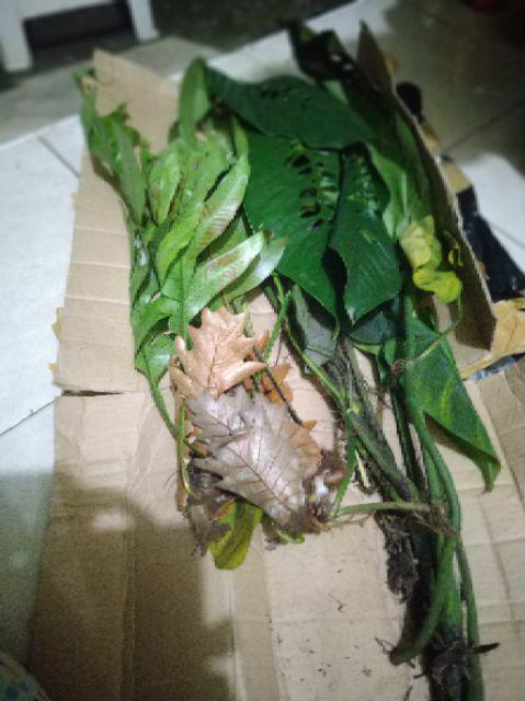 Papan Pakis Per 1 Lembar