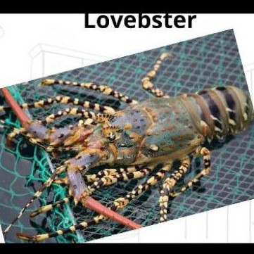 Lobster Laut 1kg size 200-500 gram isi 2-4 ekor segar dan beku