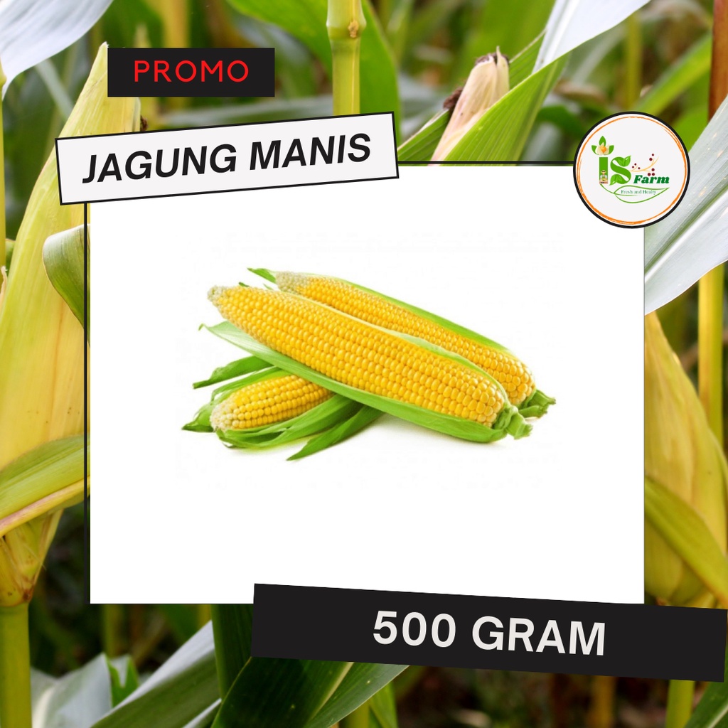

Jagung Manis 500 gram