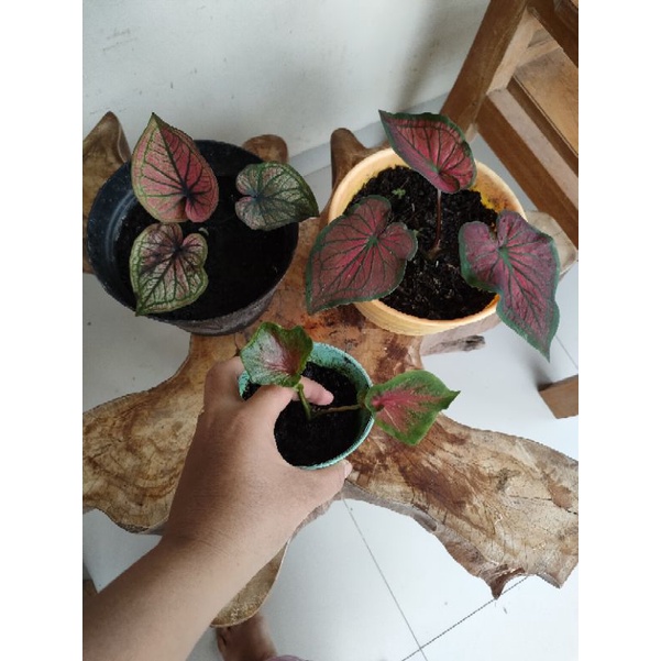 paket caladium Tambunan,red peacock, moscata