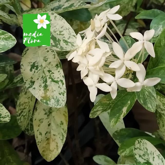 Tanaman hias asoka variegata - bibit asoka varigata