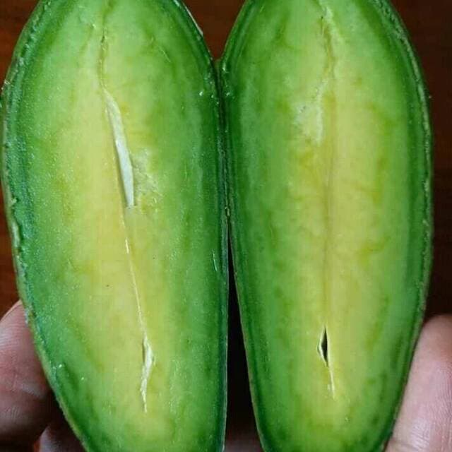 Bibit Alpukat Tanpa Biji Unggul/Bibit Alpukat Murah Cepat Berbuah  Bisa COD