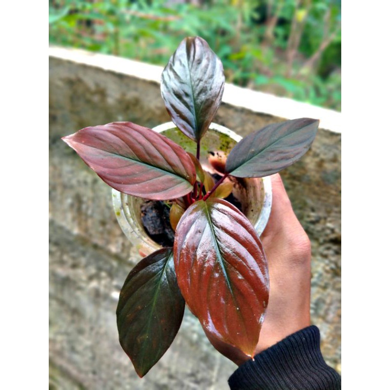 homalomena red velvet