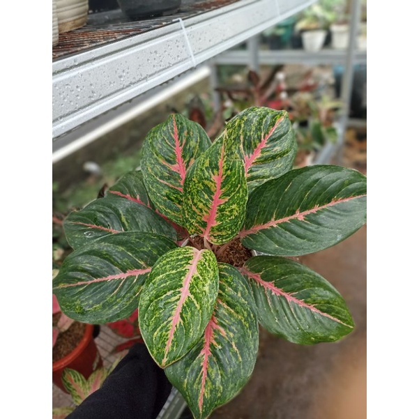 Tanaman Hias Aglonema Big Papa Jumbo