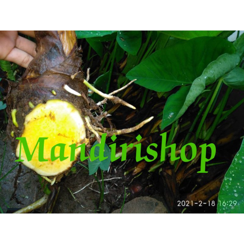 bibit talas beneng asli banten beli 40 free 10 bibit