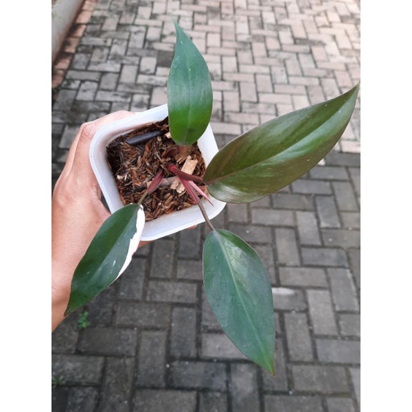 philodendron pink princess
