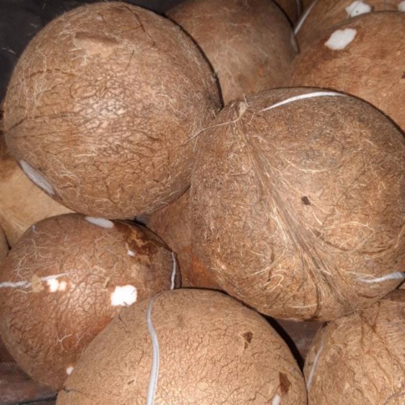 

sayursegar kelapa 1 buah