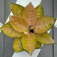 Tanaman hias SULTAN BRUNAI bunga hidup sehat/Tanaman hidup sehat bunga hiasan cantik bunga aglonema/