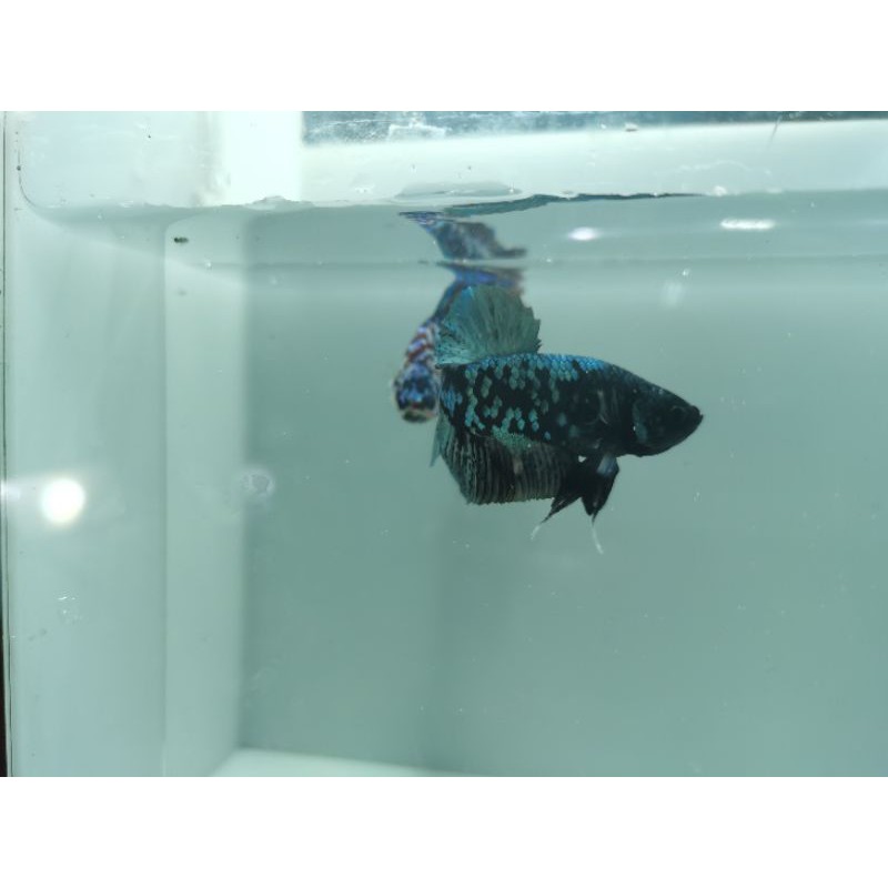 Cupang avatar copper top grade