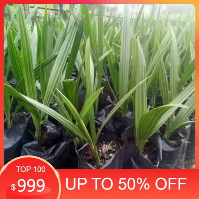 Pohon kurma azwa - bibit kurma azwa