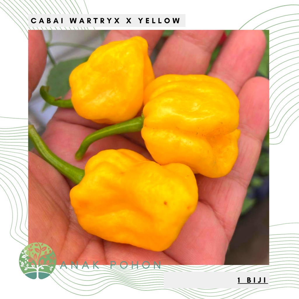 Benih Bibit Biji - Cabai Wartryx X Yellow Cabe Super Pedas Pepper Seeds