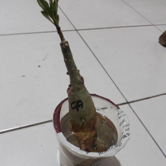 Bibit Bunga Kamboja Candik Ayu