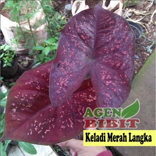 Tanaman Hias Keladi Merah Langka  Caladium SP Hias Daun 