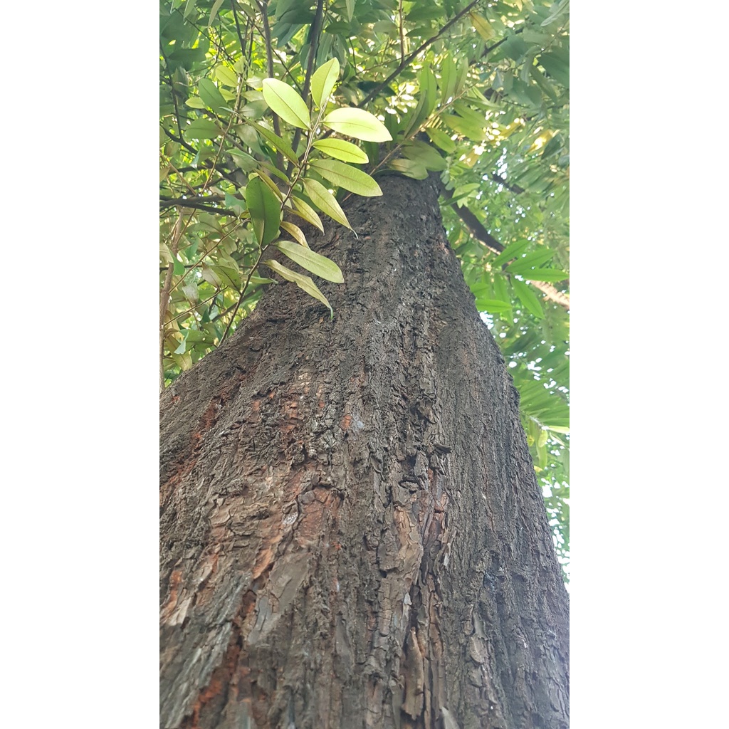 Bibit pohon Tanaman Eboni | Pohon Kayu Eboni