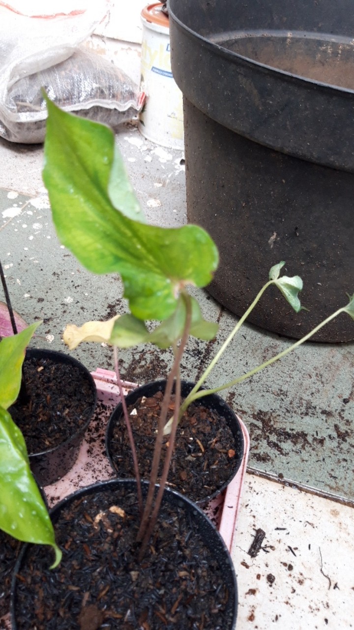 Caladium White Knight/ Dikirim Anakan Bibit White Knight