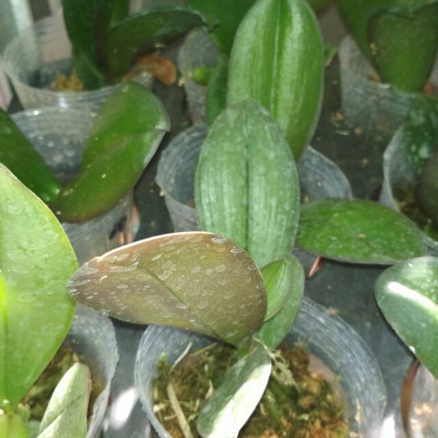 anggrek bulan remaja