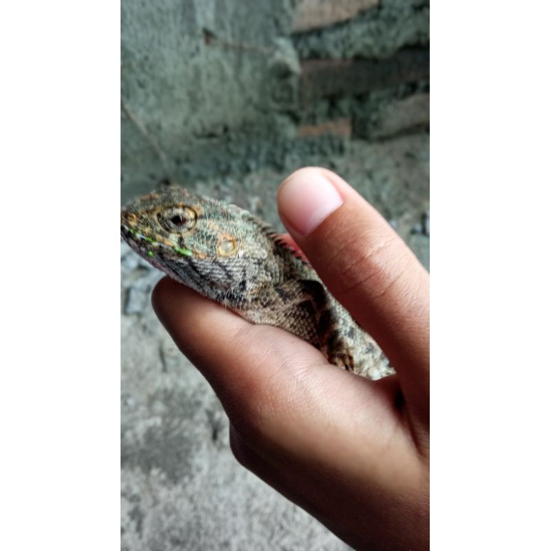 Londok/Bunglon/Bunglon lokal/Calotes/Calotes versicolor/Bunglon taman