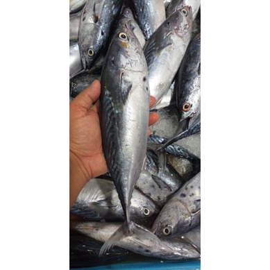 

ikan tongkol fresh/ikan segar 1kg