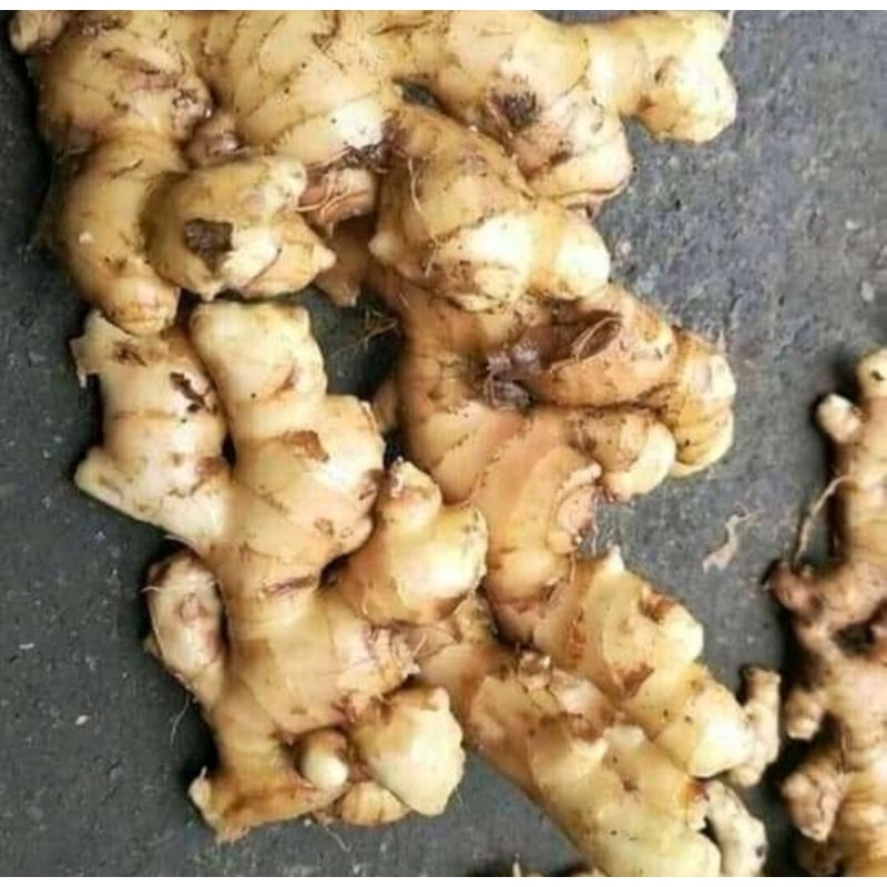 

PROMO JAHE PUTIH SUPER MEDAN