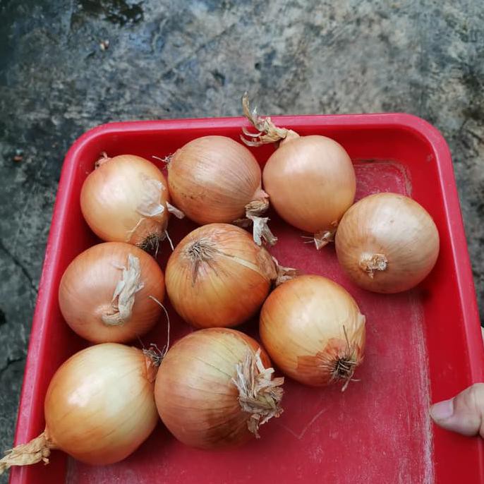 

Diskon Bawang Bombay 1 kg Big Sale