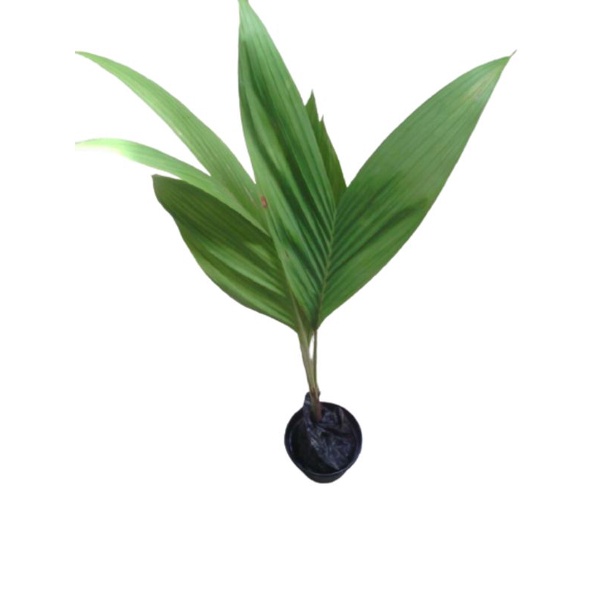 Bibit pohon pinang betara asli