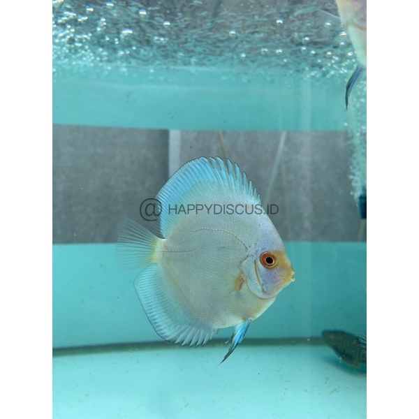 Ikan Discus Blue Diamond