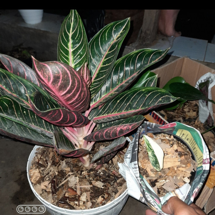 tanaman hias big dewasa aglonema red Sumatra - aglonema red Sumatra