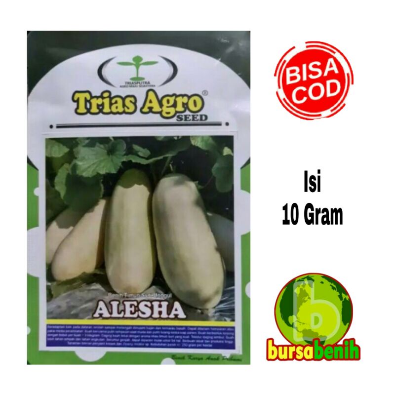 Isi 600 Biji Benih Timun Suri Putih ALESHA - Isi 10 Gram Bibit Timun Suri - Bibit Timun Suri Putih -