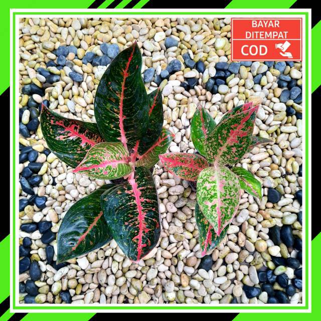 [✅COD] PAKET 2 POHON - (AGLONEMA PAKET) / AGLONEMA PAKETAN MURAH / PAKET AGLONEMA ADELIA MURAH HEMAT