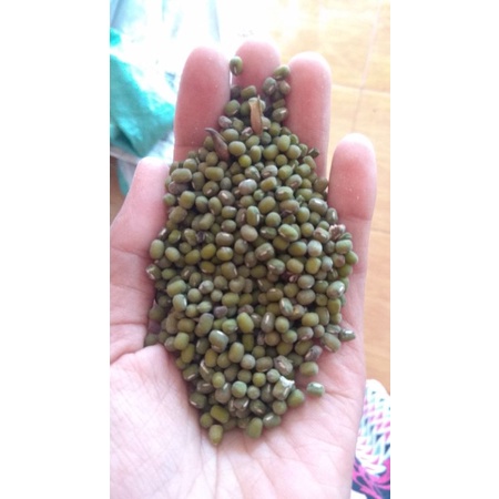 

kacang hijau