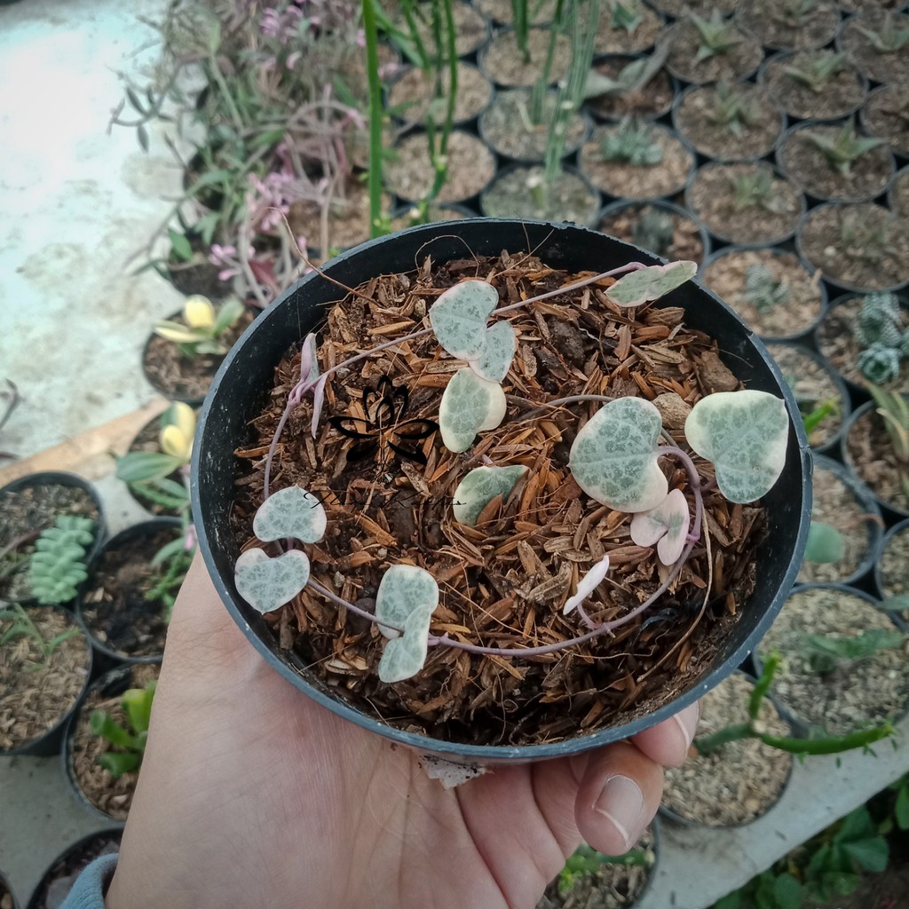 Kaktus Sekulen String of heart variegata