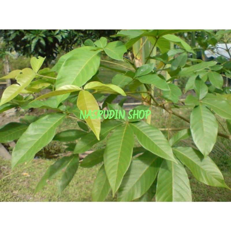 

DAUN LABAN 1KG | DAUN LEBAN SEGAR | LABEN | LEBEN | Vitex Pubescens Pinnata | Amola Gagil Humulawan Kalapapa Kulimpapa batu Kulimpapa