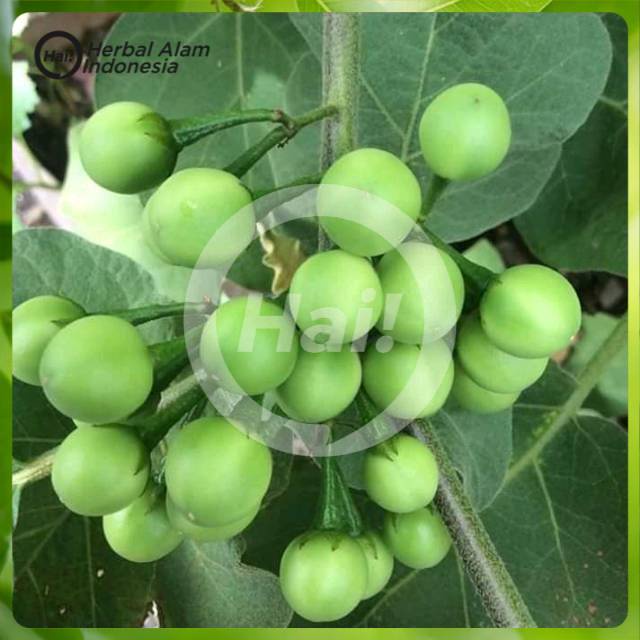 

Buah tekokak/cepokak segar(250gram)