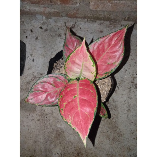 aglonema red anjamani & dut anjamani & dud red anjamani