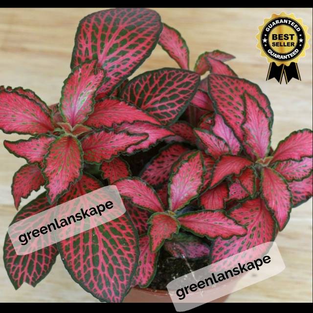 Fittonia Verschaffeltii Red