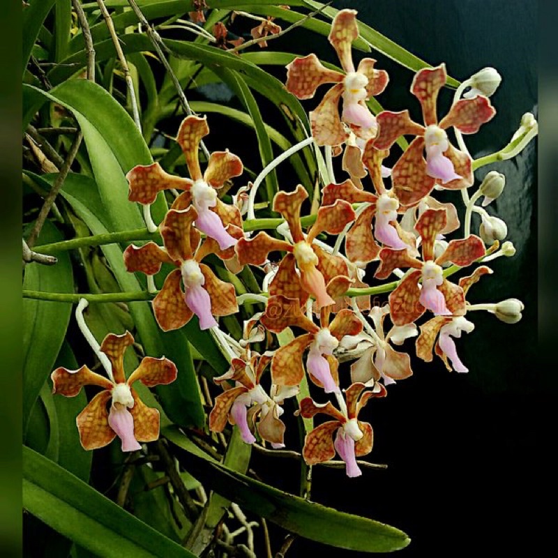 Anggrek Vanda Limbata Dewasa Rawatan | Limbata Plant | Limbata Murah