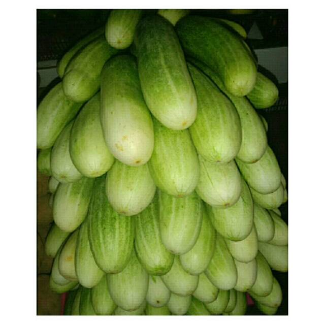 Timun biasa (cucumber) /500gram