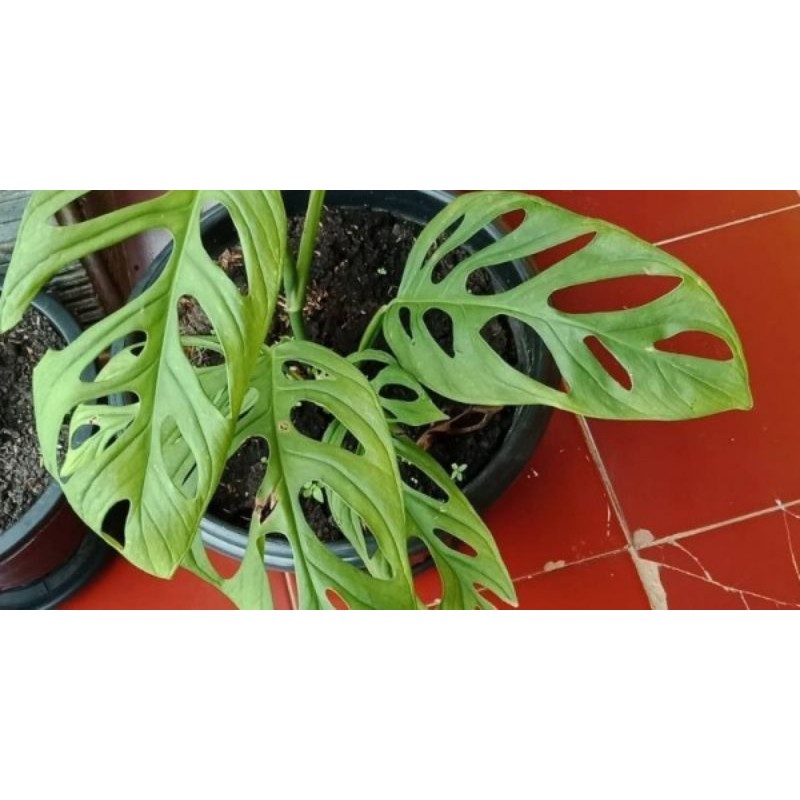 Tanaman janda bolong