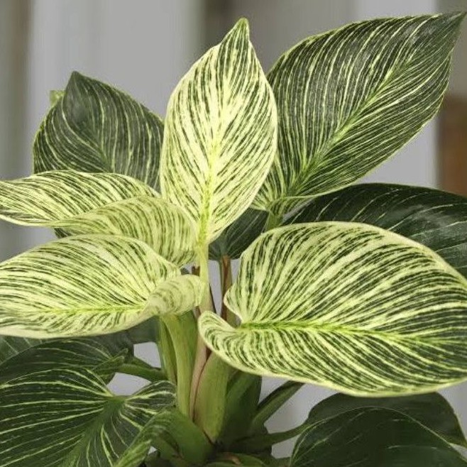 bukan bibit Philodendron ‘Birkin’ (Philodendron hybrid