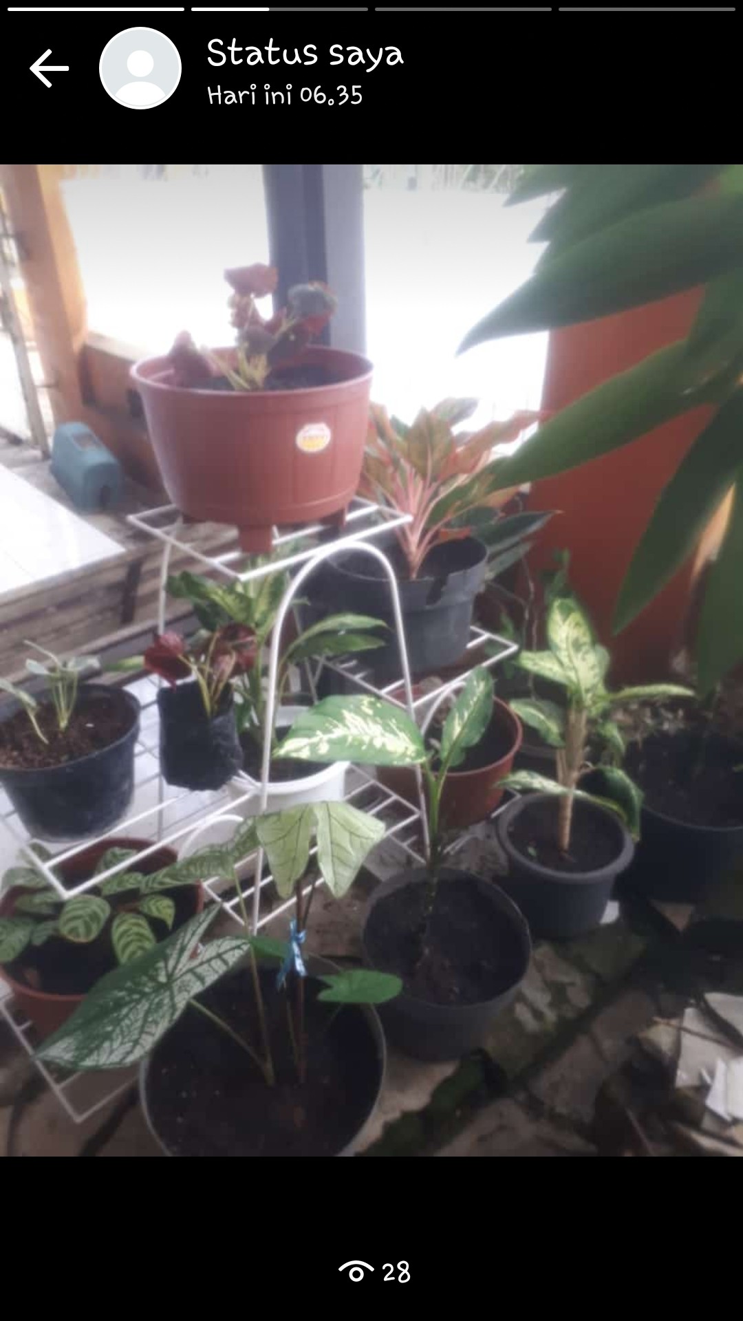 Begonia Tiger Tanaman Hias