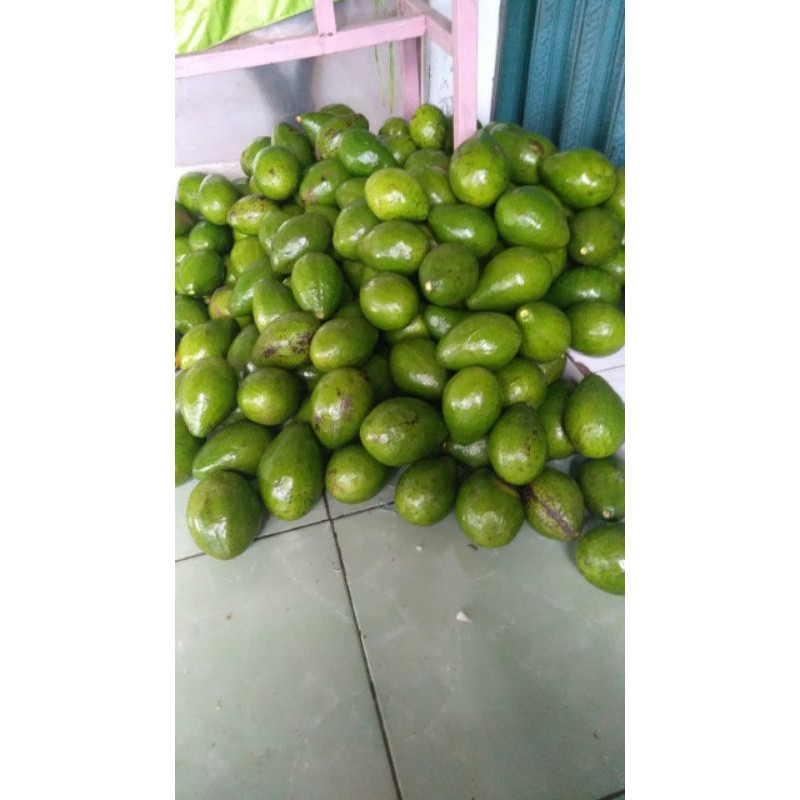 

alpukat Mentega