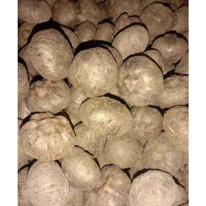

katak porang dorman 1 kg. katak super murah, katak porang dorman berkualitas