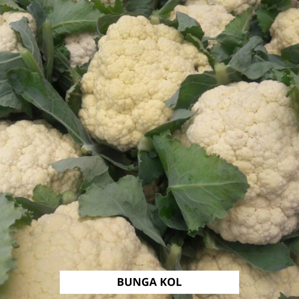 

Bunga Kol Organik 250gr