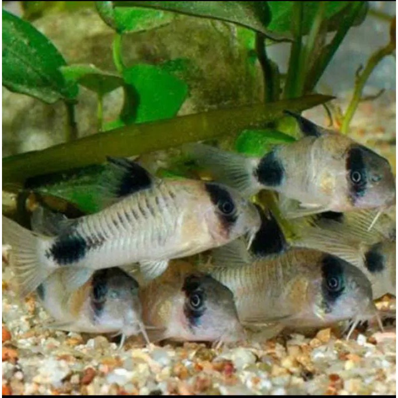 ikan corydoras panda
