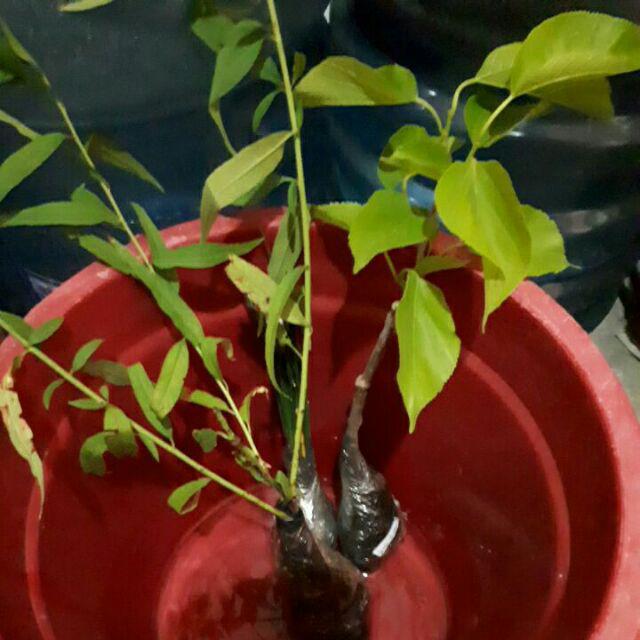 Bibit Long Murbei Super Manis