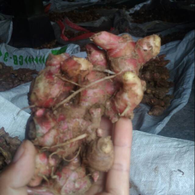

Jahe merah segar 1 kg minuman herbal