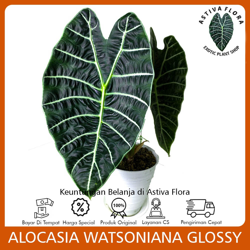 Alocasia watsoniana glossy
