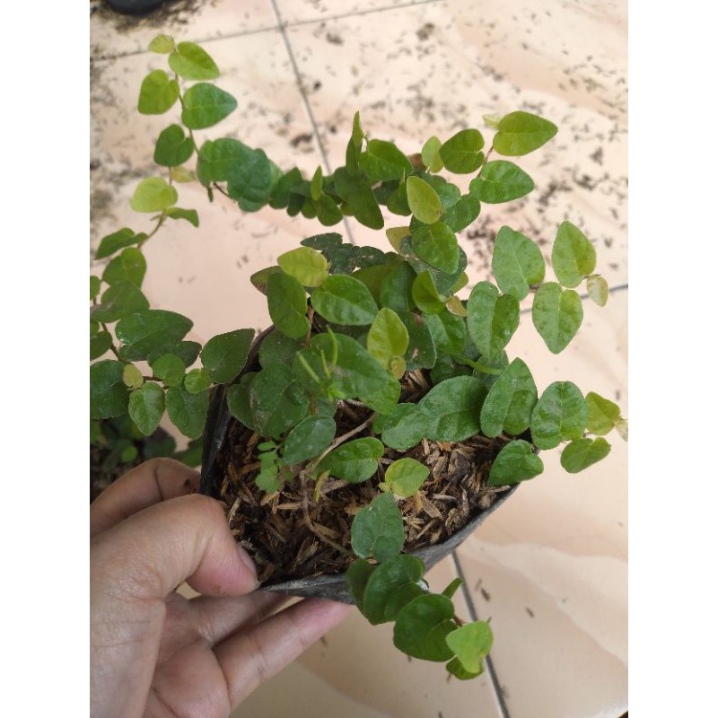 Bibit Dolar Rambat/ficus pumila