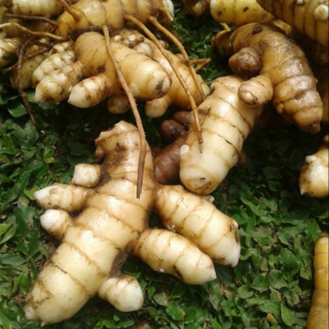 

Kunyit putih 500gram ( curcuma zedoria) basah segar temu/kunir putih langsung ambil ke kebun