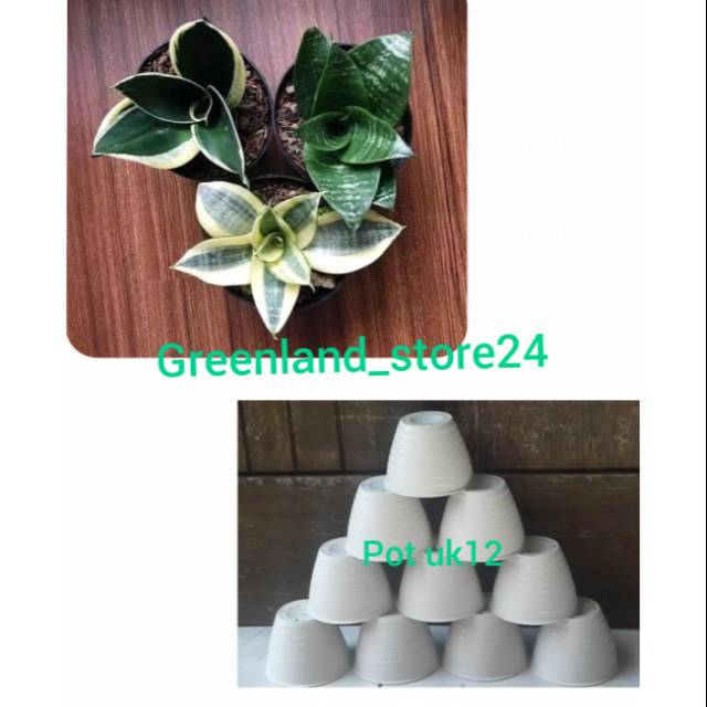 Tanaman pembersih udara - tanaman indoor - pot tawon uk12 - sansevieria mini  -  sansevieria - pot